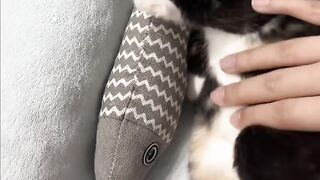 Cat Fighting a Dust Bunny! 11