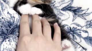 Cat Waking Up Slowly in the Sun! 15