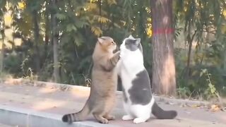 Cat Stealing the Dog's Bone! 29