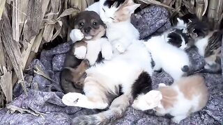 Cat Falling Asleep on Owner's Face! 17