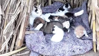 The Cutest Kitten Video on the Internet! 🥺 5