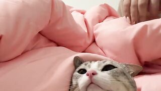 How to Annoy Your Cat (Funny Reaction!) 5