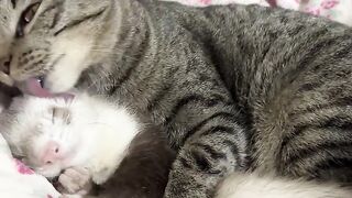 Kitten Meets a Mirror for the First Time! 5