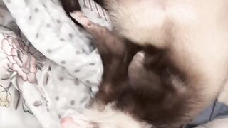 Cat Meowing for 1 Minute Straight! 📢 5