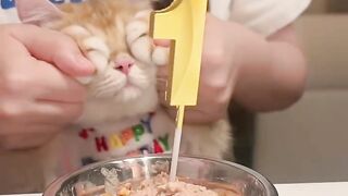 Cat Parkour Level: Olympic Gold Medal! 5