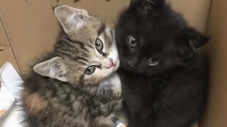 Kitten Tries to Roar Like a Lion! 🦁 4