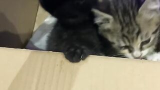 Cat Won't Let Me Work on My Laptop! 5