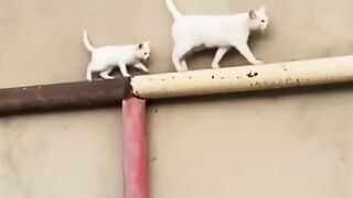 Cat Gives the Best Massage Ever! 💆 4