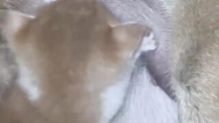 Cat Gets a Brain Freeze from Ice Water! 4