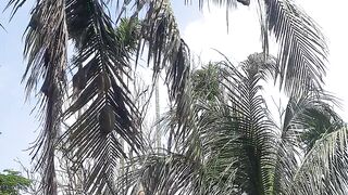 বাবুই পাখির বাসা 2