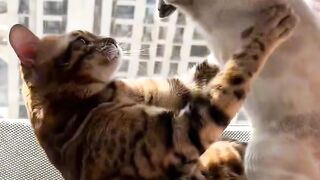 Cat Addicted to Olives! 🫒 5