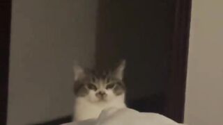 Cat Falling Asleep on Owner's Face! 18