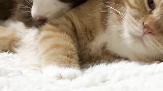Funniest Cat Fails of 2026! 😂 19