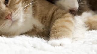 You Won't Believe What This Cat Did! 16