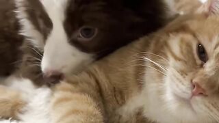 Cutest Kitten Meowing for 1 Minute! 17