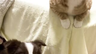 Ninja Cat Jumping Level 999! 18