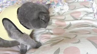 Hilarious Cat Scared of Cucumber! 17