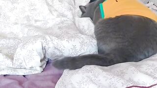 Sleeping Kitten Dreams are the Cutest! 16