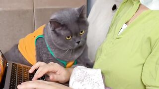 Cat vs Mirror: Epic Battle! 😂 17