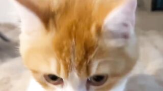 Hungry Cat Yelling for Food! 16