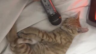 Cat Steals Dog's Bed! Boss Feline! 16