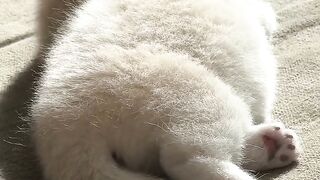 Crazy 3 AM Cat Zoomies Caught on Tape! 17