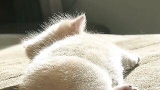 Heartwarming Mother Cat and Kittens! 15