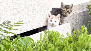 Smart Cat Opens the Door! Genius! 17