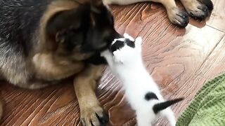 Bath Time Disaster for This Cat! 18