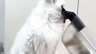 Dog Terrified of a Tiny Kitten! 15