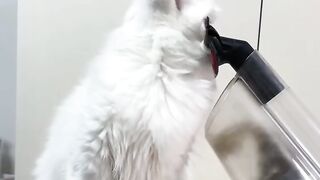 Cat Begging for Human Food! 🍗 16