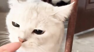 Invisible Maze Challenge for Cat! 17