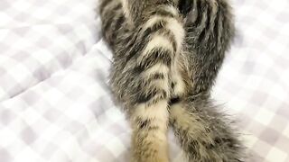Relaxing Cat Purring Sounds for Sleep 💤 17