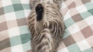 Fat Cat Trying to Fit in Small Bowl! 16