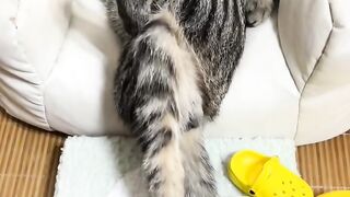 Cat Answering When Called! So Smart! 17