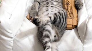 Extreme Cat Parkour in the Living Room! 17