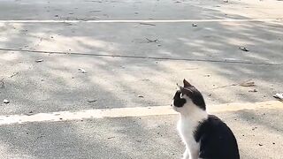 Cat Jealous of the New Baby! 16