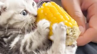 Cat Hiding in the Fridge! Sneaky! 14
