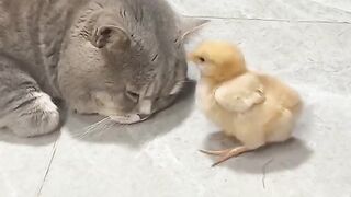 Cat Reacts to Owner's Singing! 15