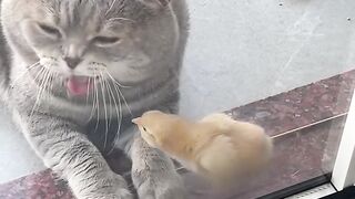 Cat Fighting a Stuffed Tiger! 17