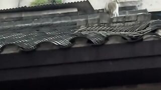 Cat Adopting a Baby Duck! So Pure! 16
