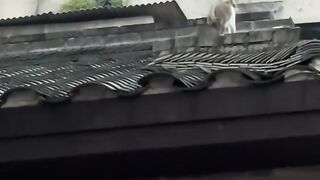 Cat Making Biscuits on a Soft Blanket! 15