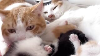 Kitten Meets Dog for the First Time! 🥺 17