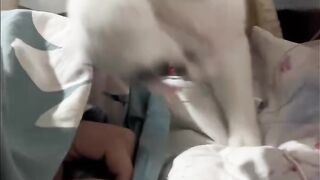 Cat Singing a Song! Hilarious Meow! 16