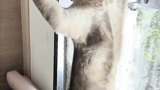 Cat Annoying Older Cat! Funny Sibling Rivalry! 15