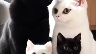 Cat Taking Over the Dog's Food Bowl! 17