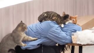 Cat Refuses to Let Owner Work! 17
