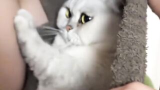 Cat Smelling Durian for the First Time! 😂 16