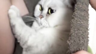 Cat Adopts an Orphaned Squirrel! 17