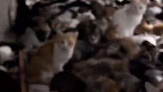Cat Sneaking Up on a Toy Mouse! 17